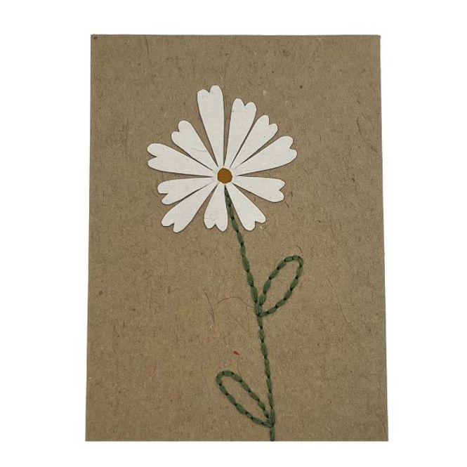 Hovedbilde Prestekrage kort.